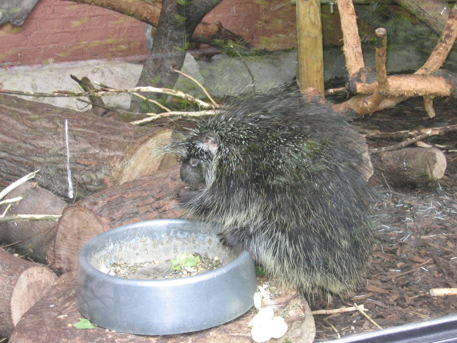 Porcupine