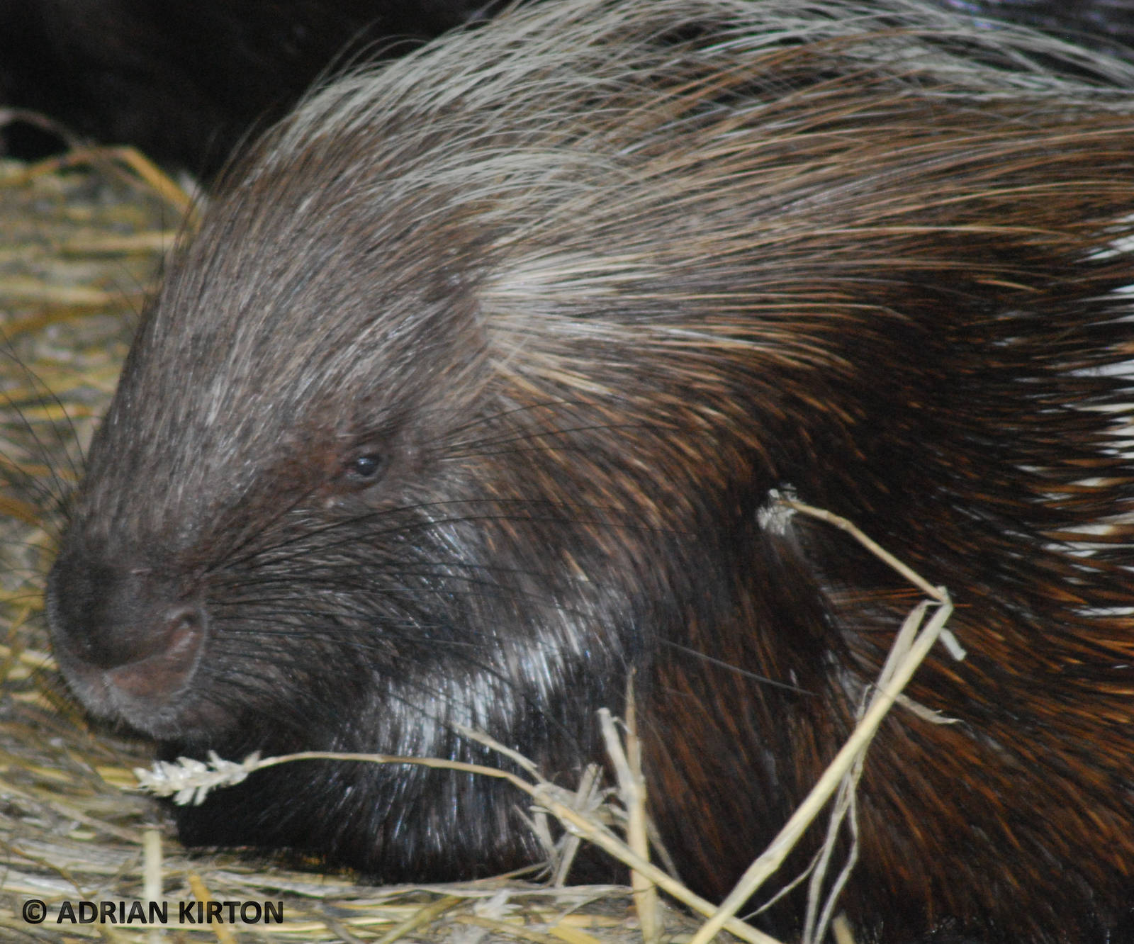 PORCUPINE