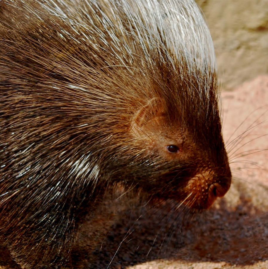 Porcupine