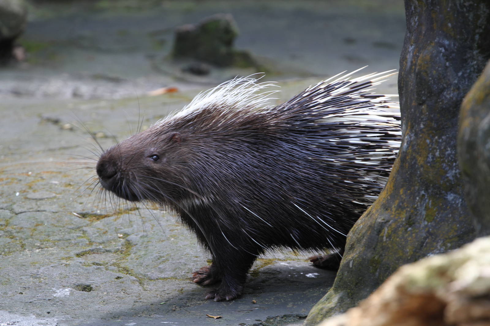 Porcupine