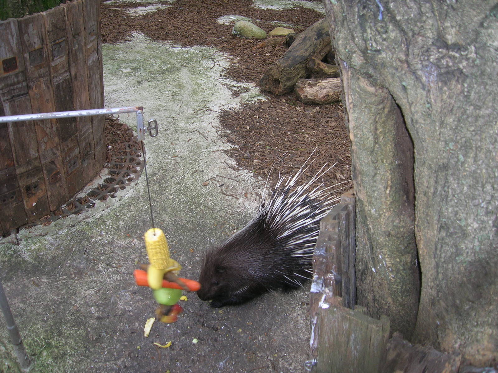 Porcupine