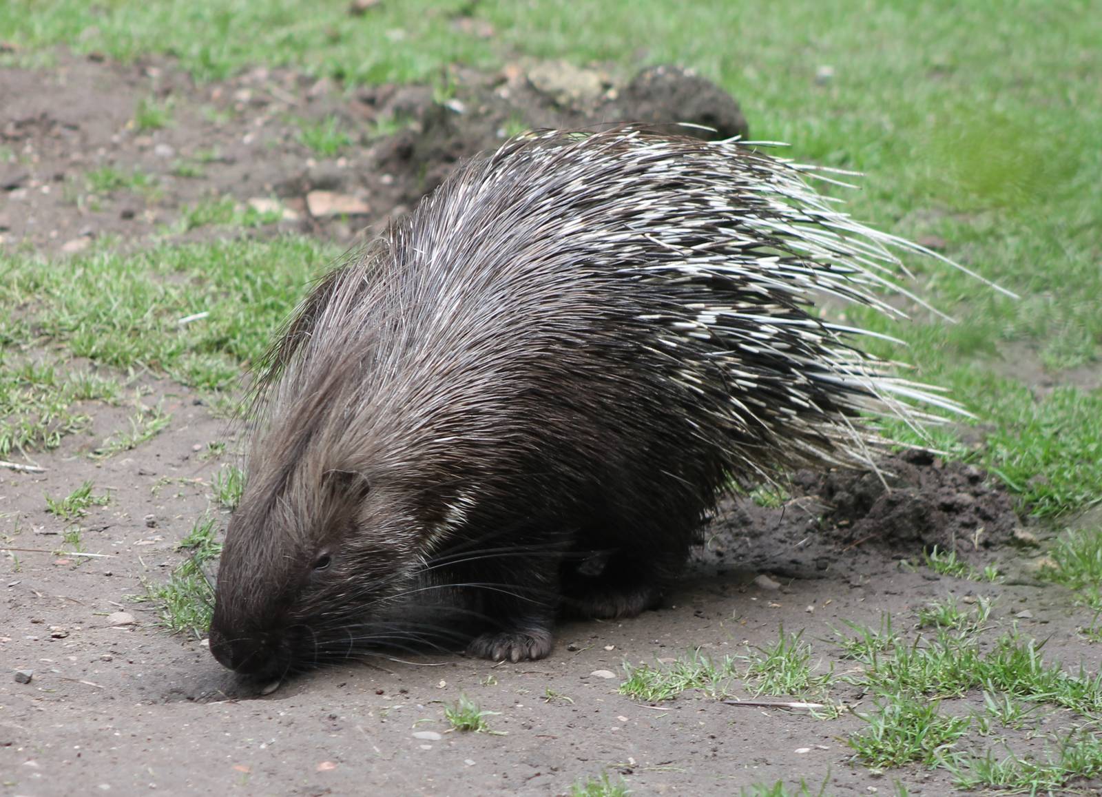 Porcupine