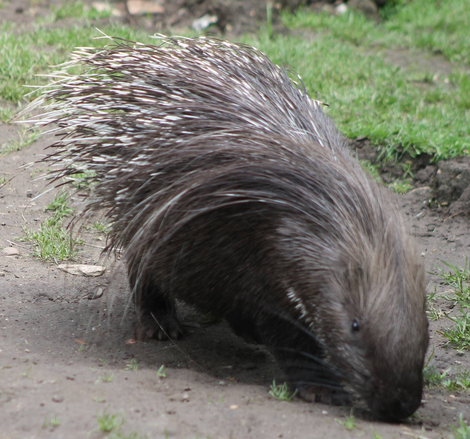 Porcupine