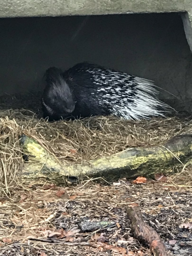 Porcupine