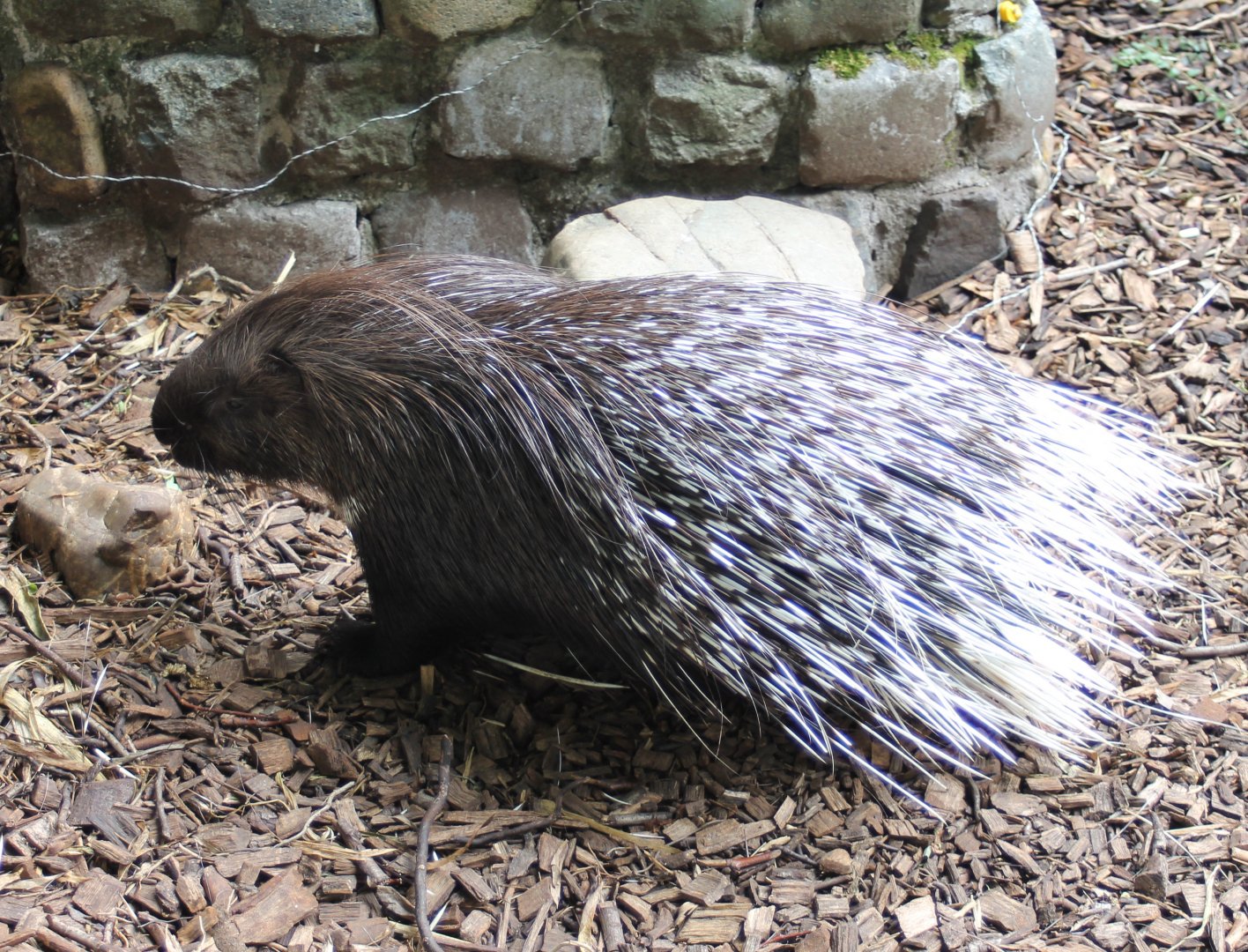 Porcupine