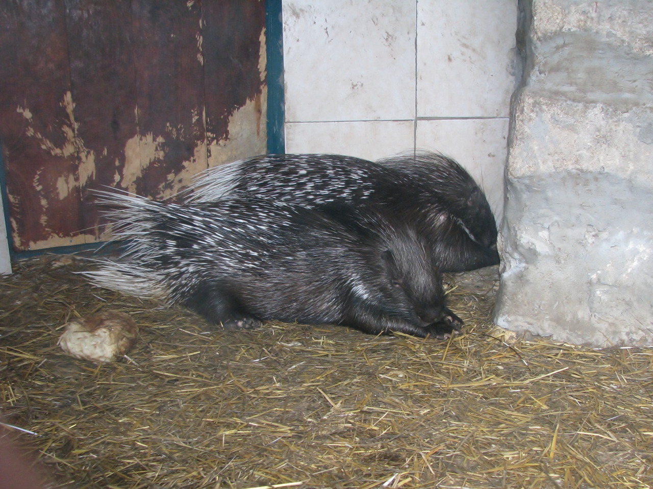 Porcupine