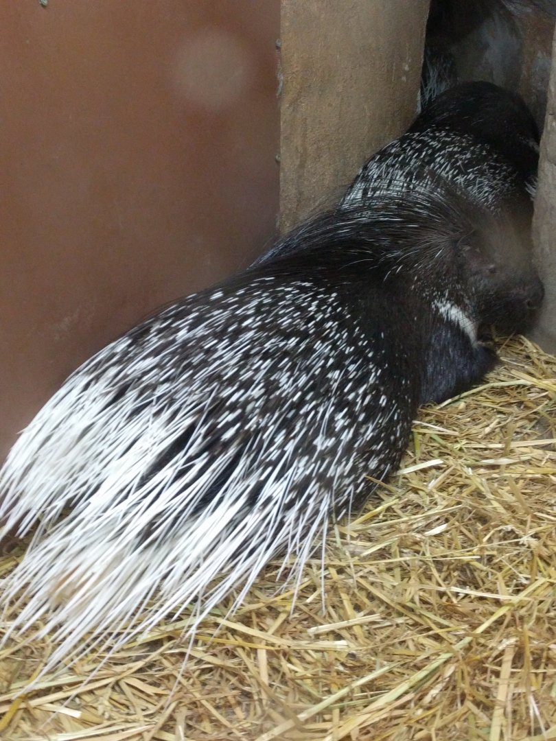 Porcupine