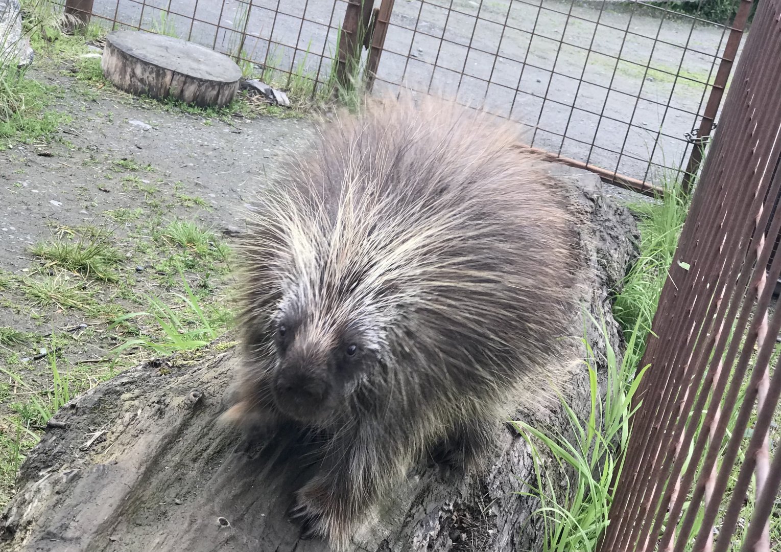 Porcupine