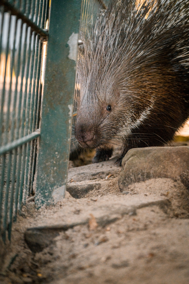 Porcupine