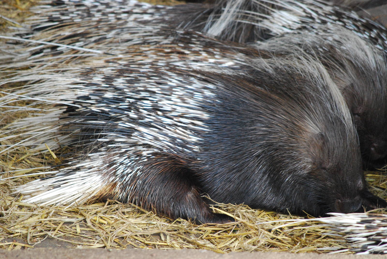 PORCUPINE