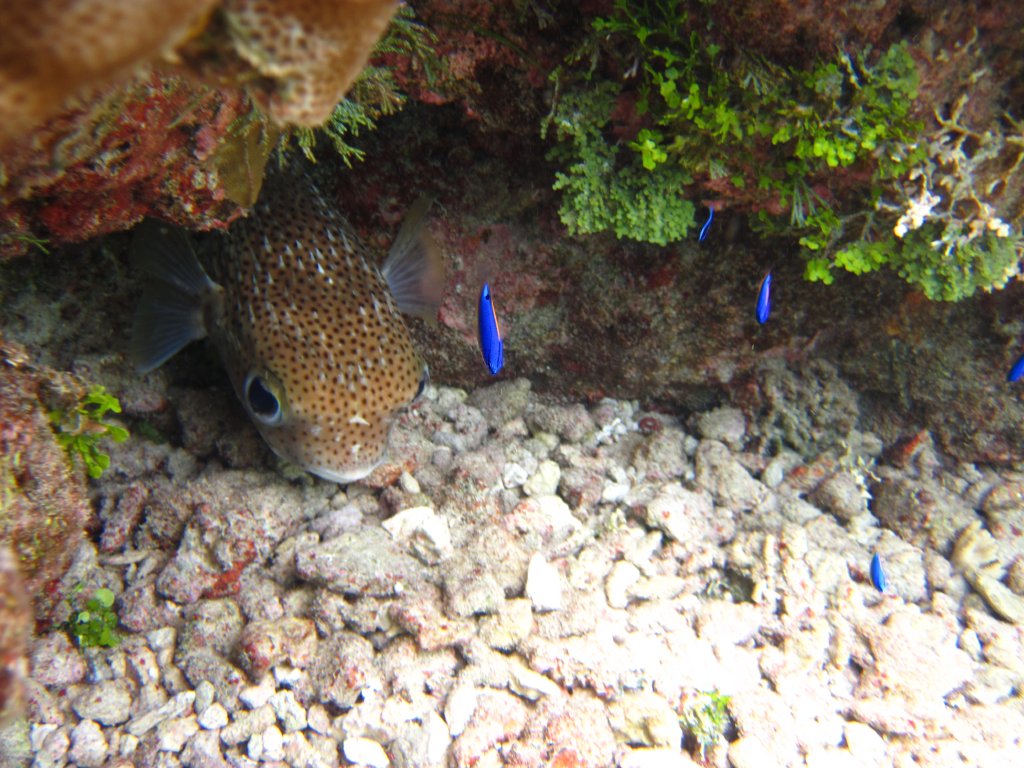 Porcupinefish and South Seas Devils