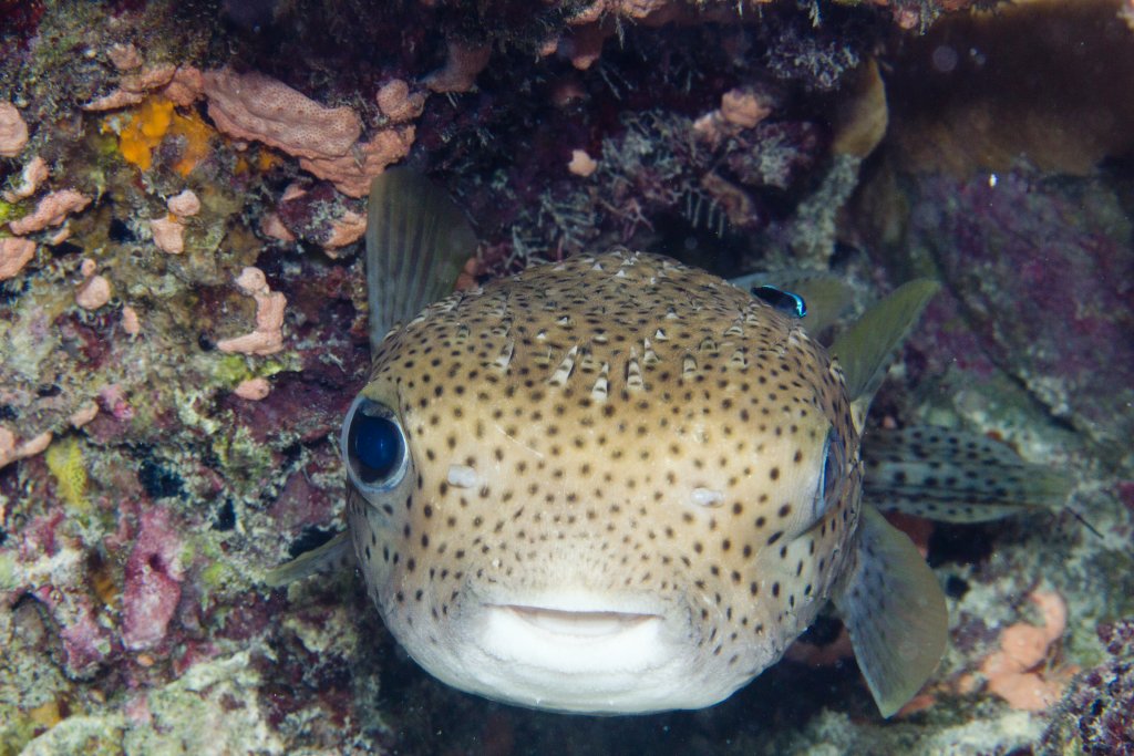 Porcupinefish (Diodon hystrix)
