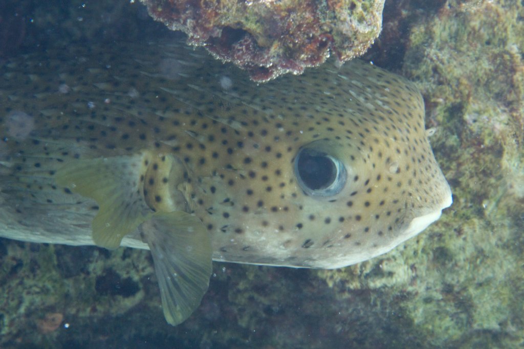 Porcupinefish (Diodon hystrix)