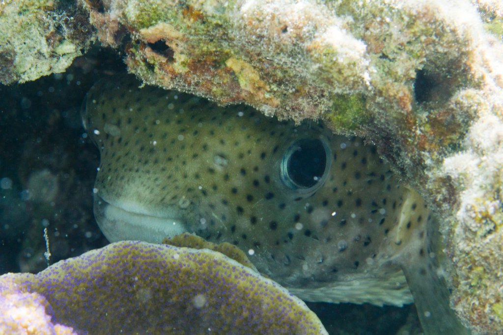 Porcupinefish (Diodon hystrix)