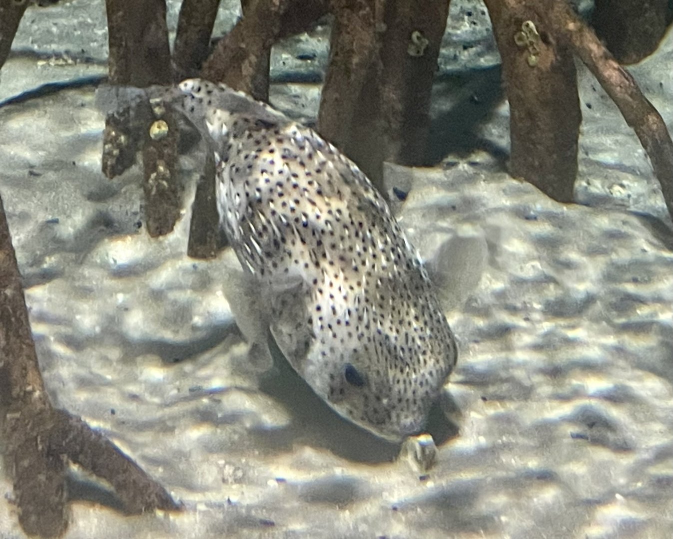 Porcupinefish ID?