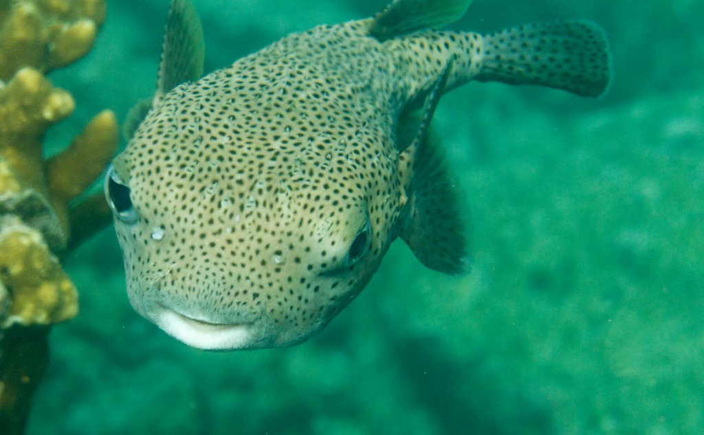 Porcupinefish