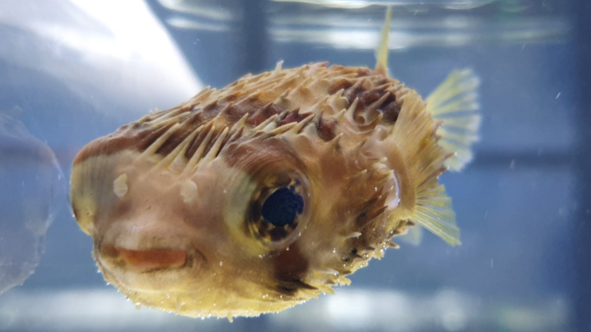 Porcupinefish
