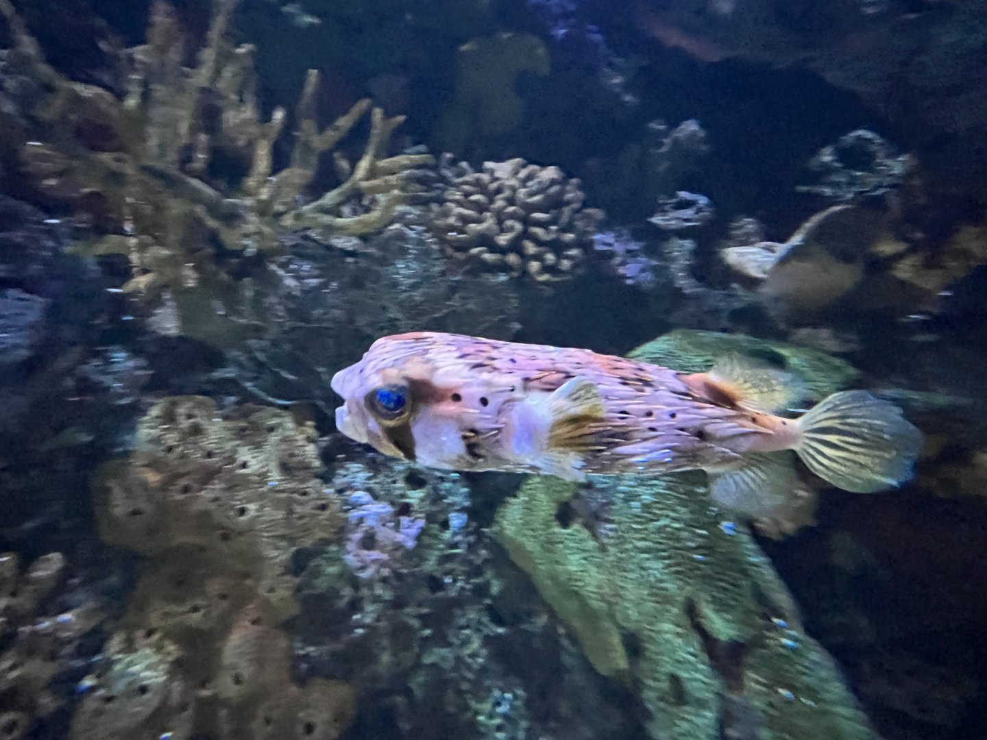 Porcupinefish