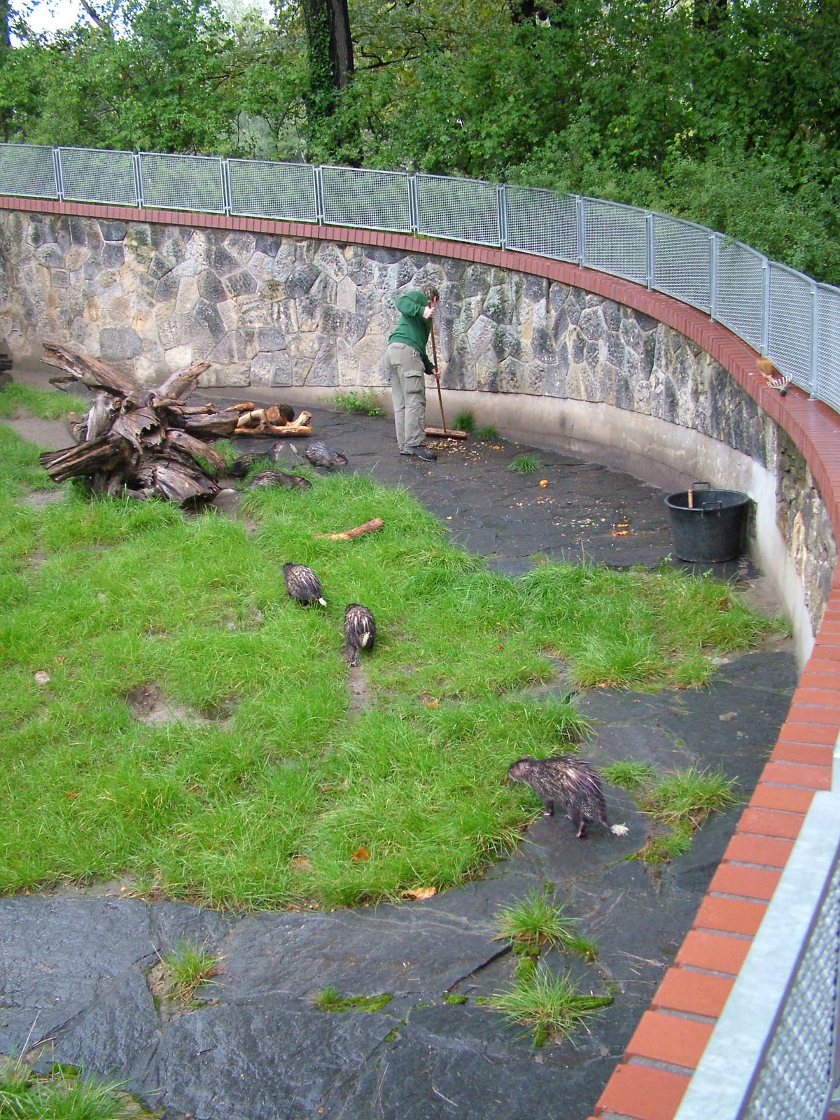 Porcupines and Keeper at Berlin Zoo, 05/09/11