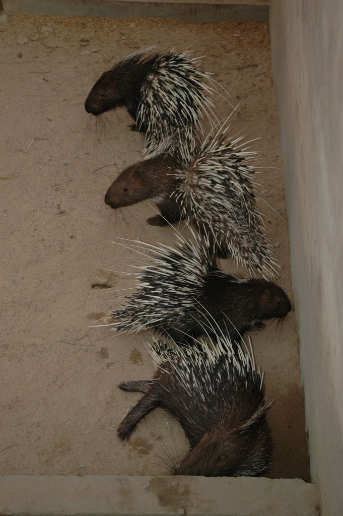Porcupines, Angkor Zoo - 2005