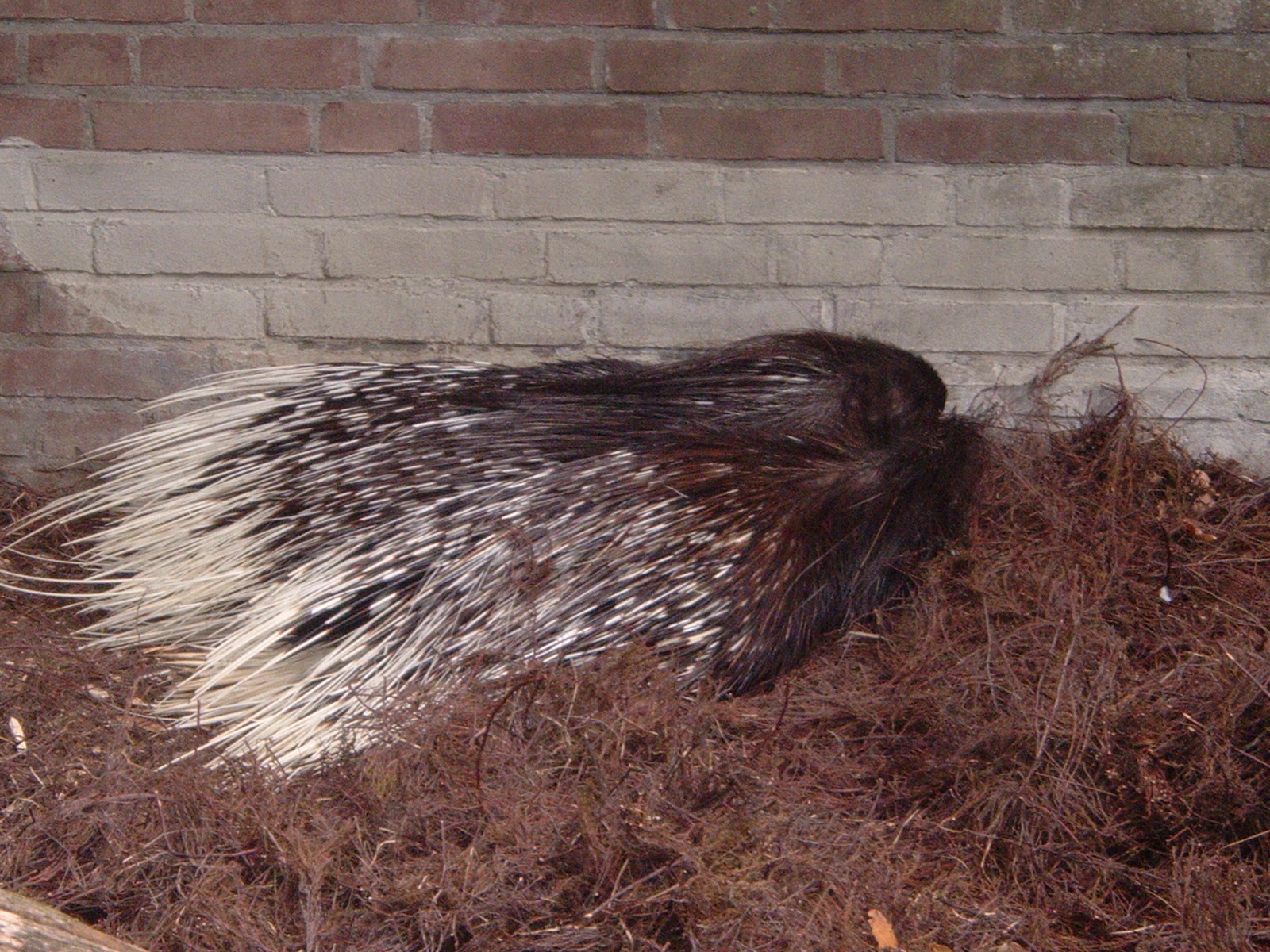 Porcupines at Artis Zoo, 2006
