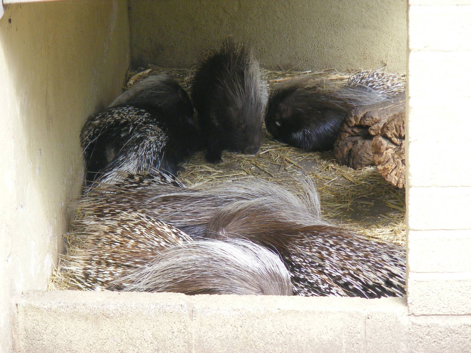 Porcupines at Birmingham Nature Centre, 30 August 2010