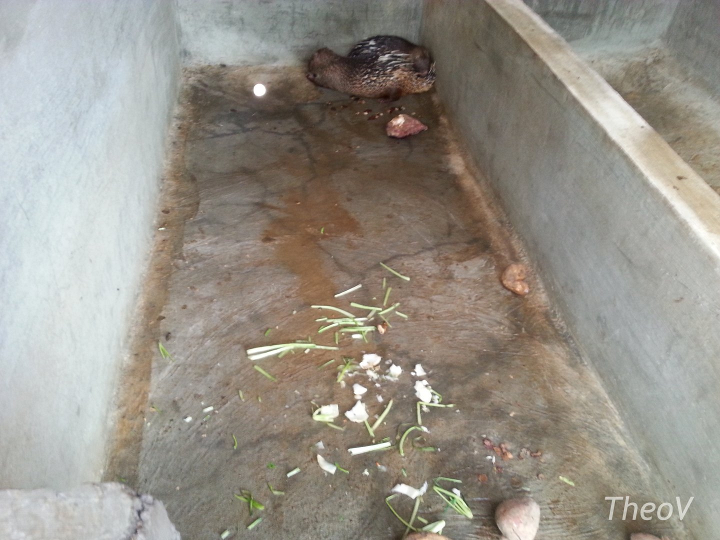 Porcupines - Bali Turtle Conservation Farm [2014]