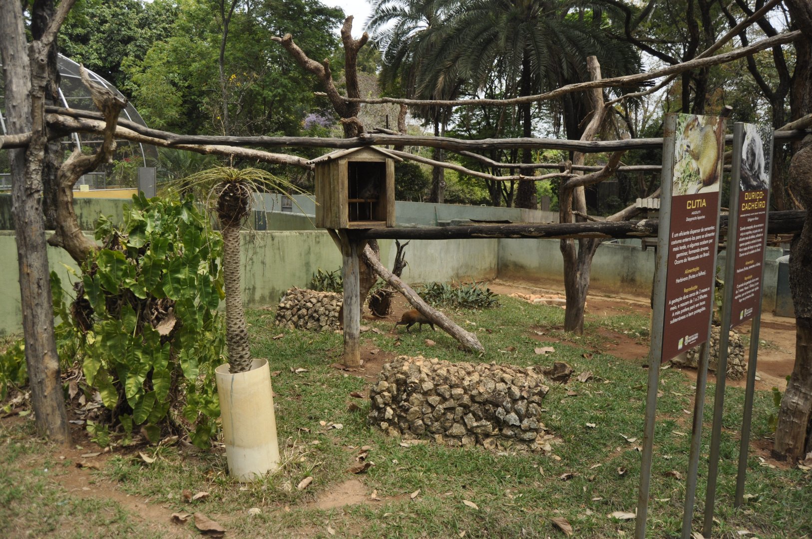 Porcupines, tamandua and aguti enclosure