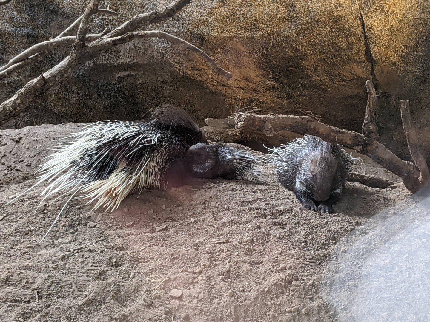 Porcupines (with baby)