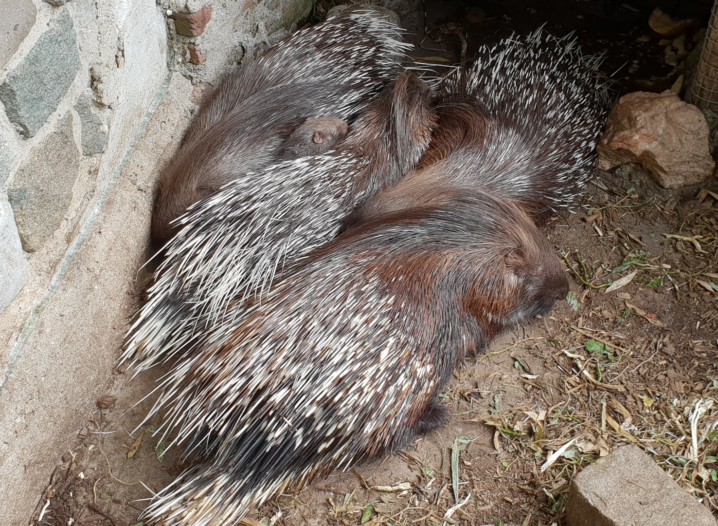 Porcupines with young