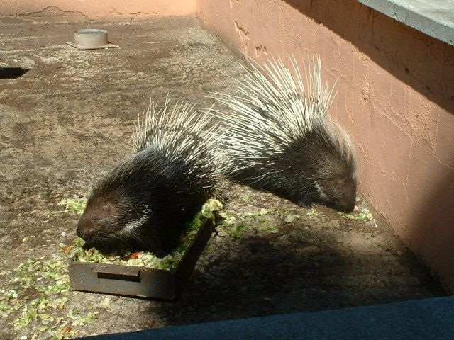 Porcupines