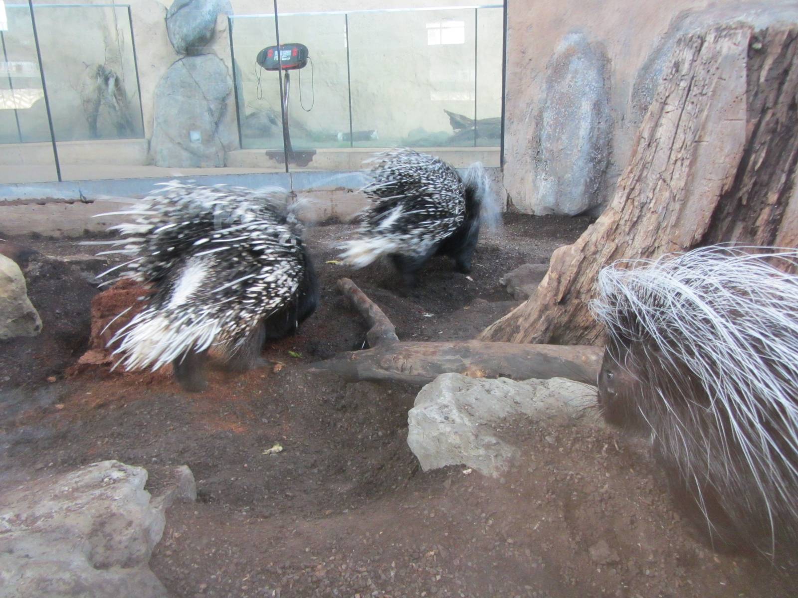 Porcupines