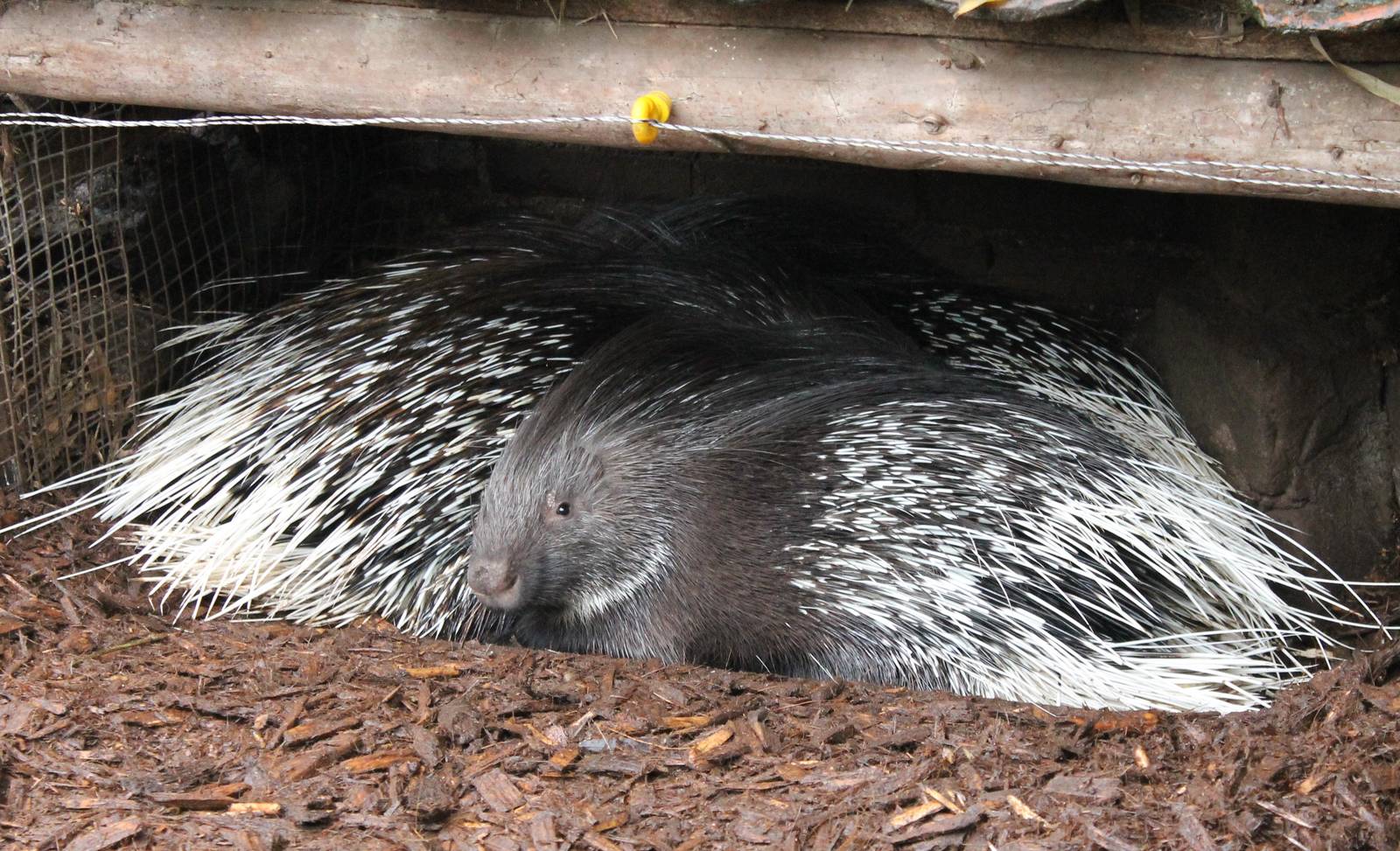 Porcupines