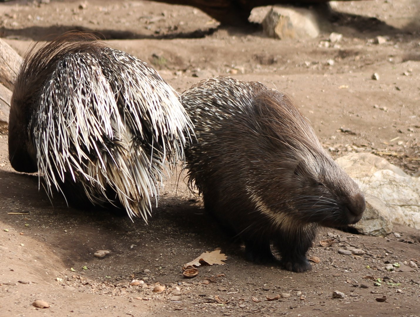 Porcupines