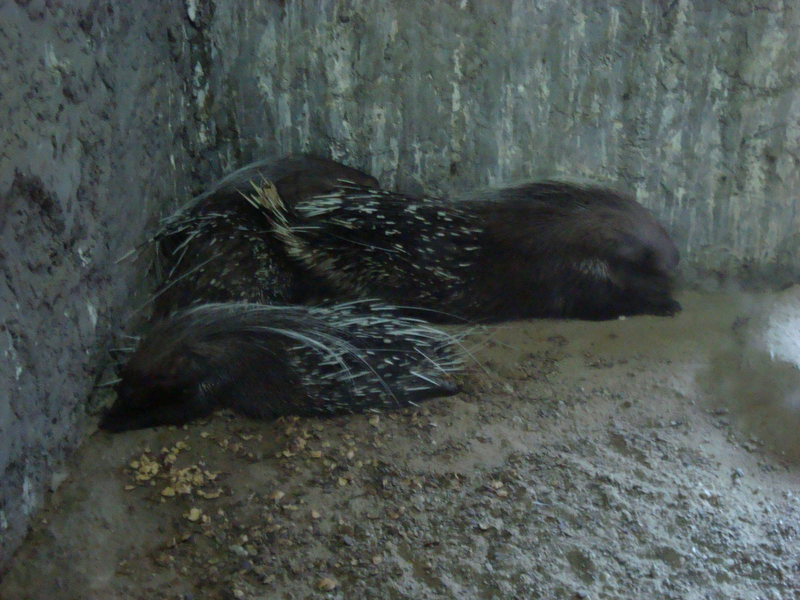 Porcupines