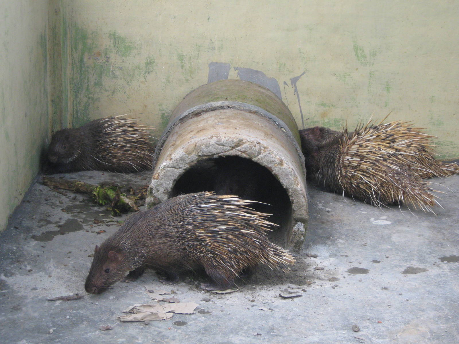 Porcupines