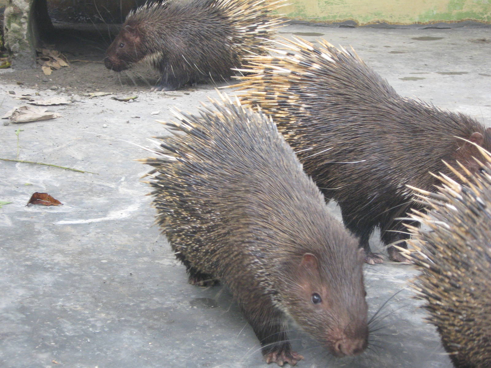 Porcupines