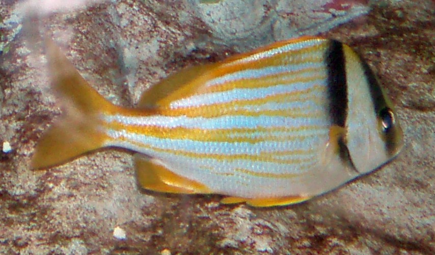 Porkfish (Anisotremus virginicus)