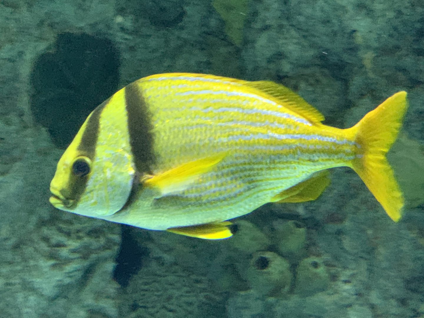 Porkfish (Anisotremus virginicus)