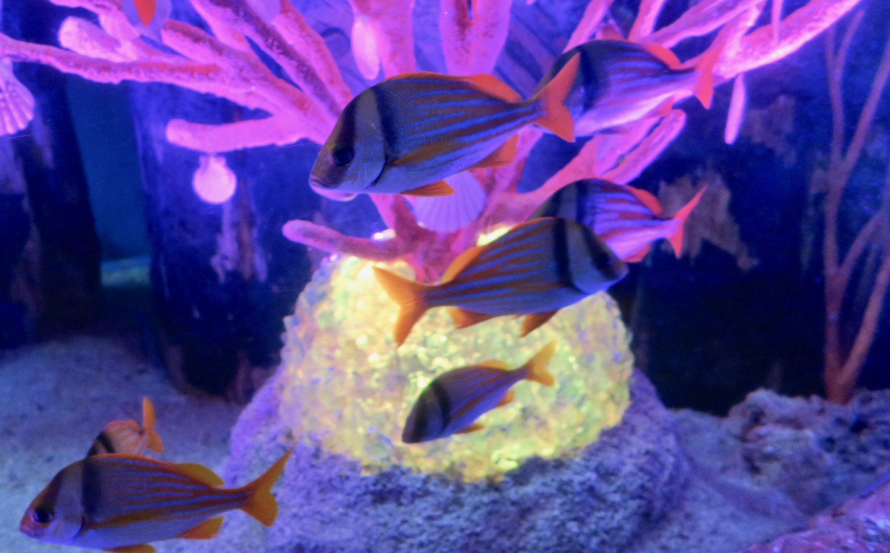 Porkfish (Anisotremus virginicus)