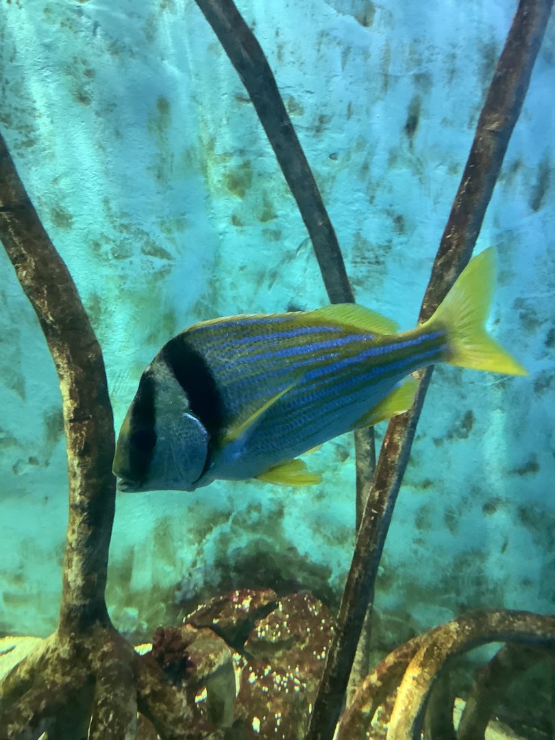 Porkfish (Anisotremus virginicus)