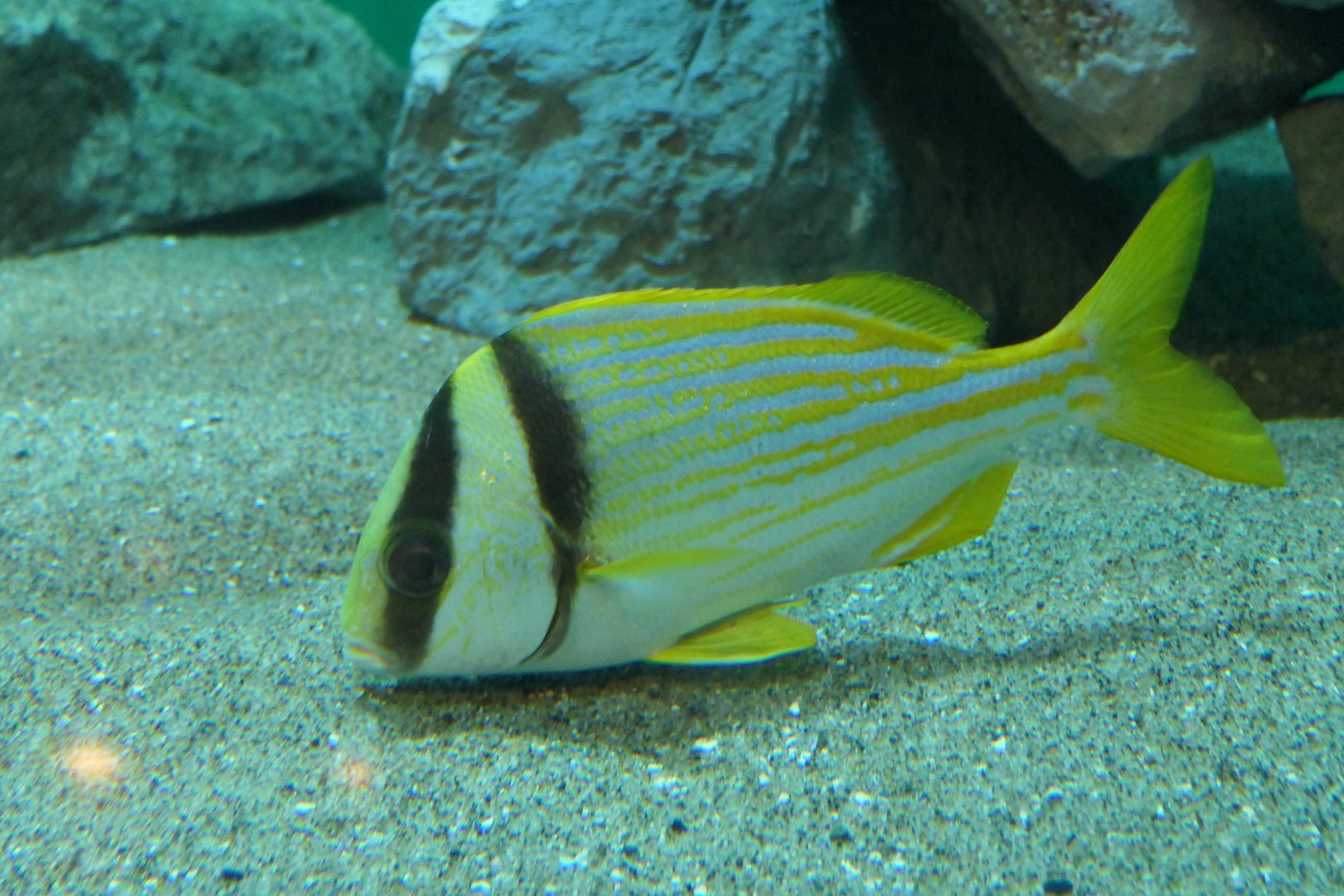 Porkfish (Anisotremus virginicus)