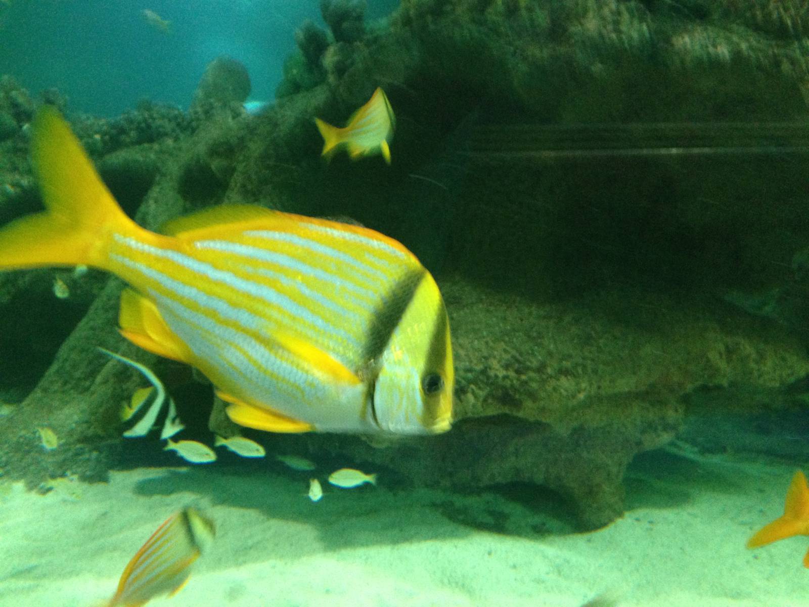 Porkfish at Blue Planet Aquarium - 05/10/2013