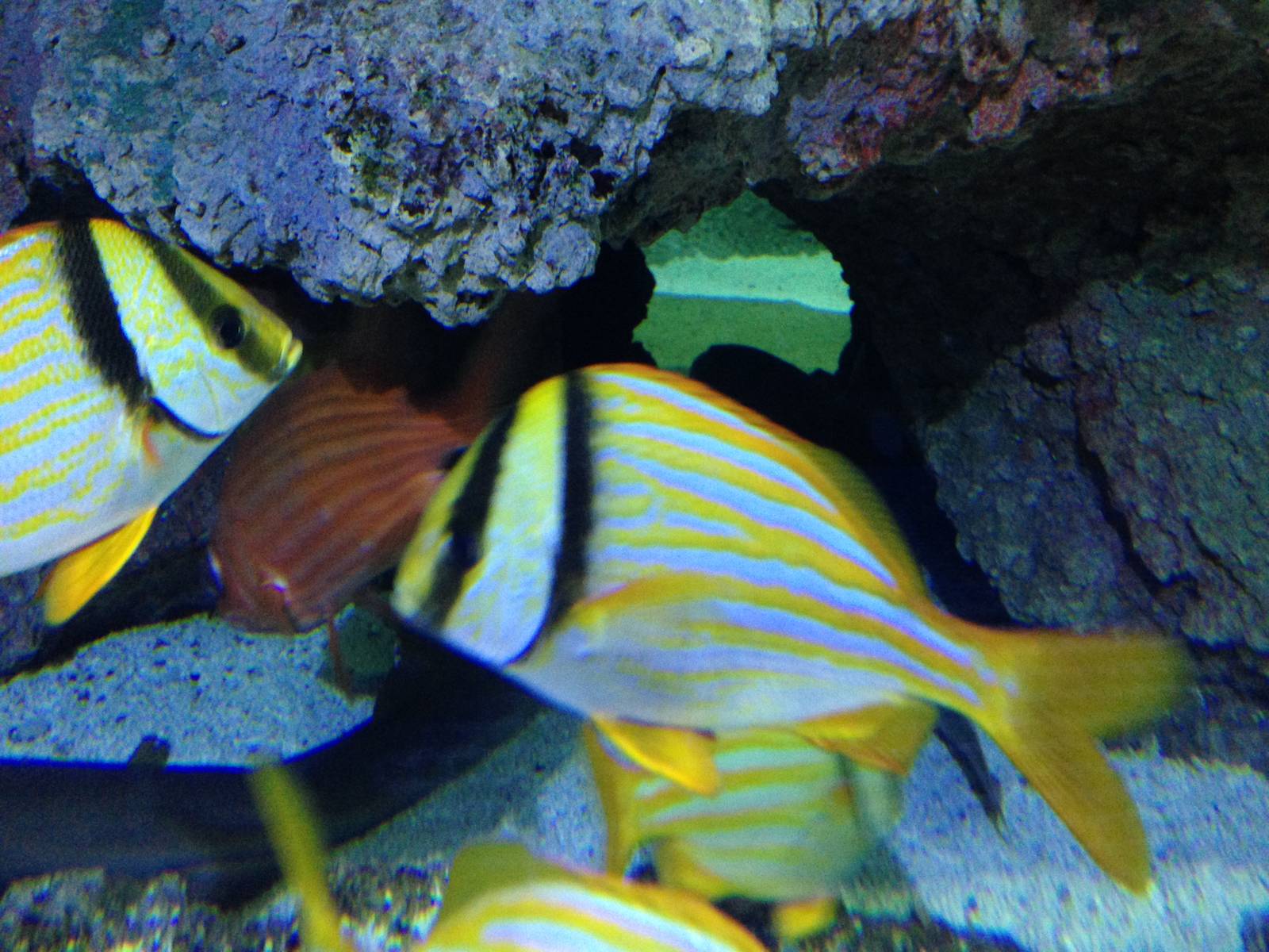 Porkfish at Blue Planet Aquarium - 05/10/2013