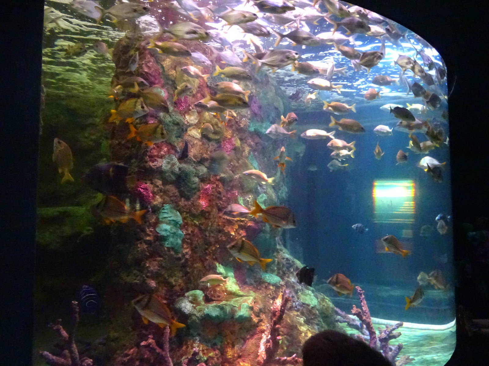 Porkfish Exhibit at SeaWorld Orlando