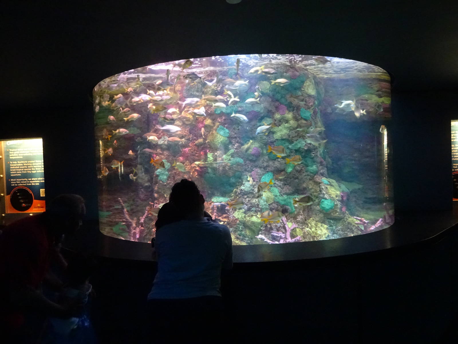 Porkfish Exhibit at SeaWorld Orlando
