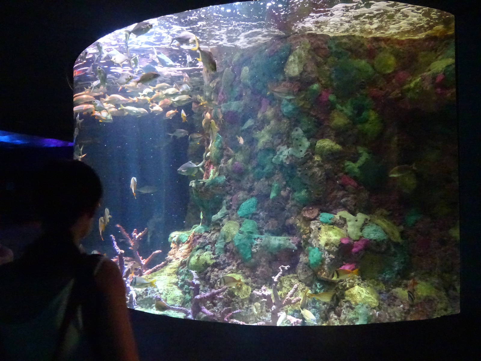 Porkfish Exhibit at SeaWorld Orlando