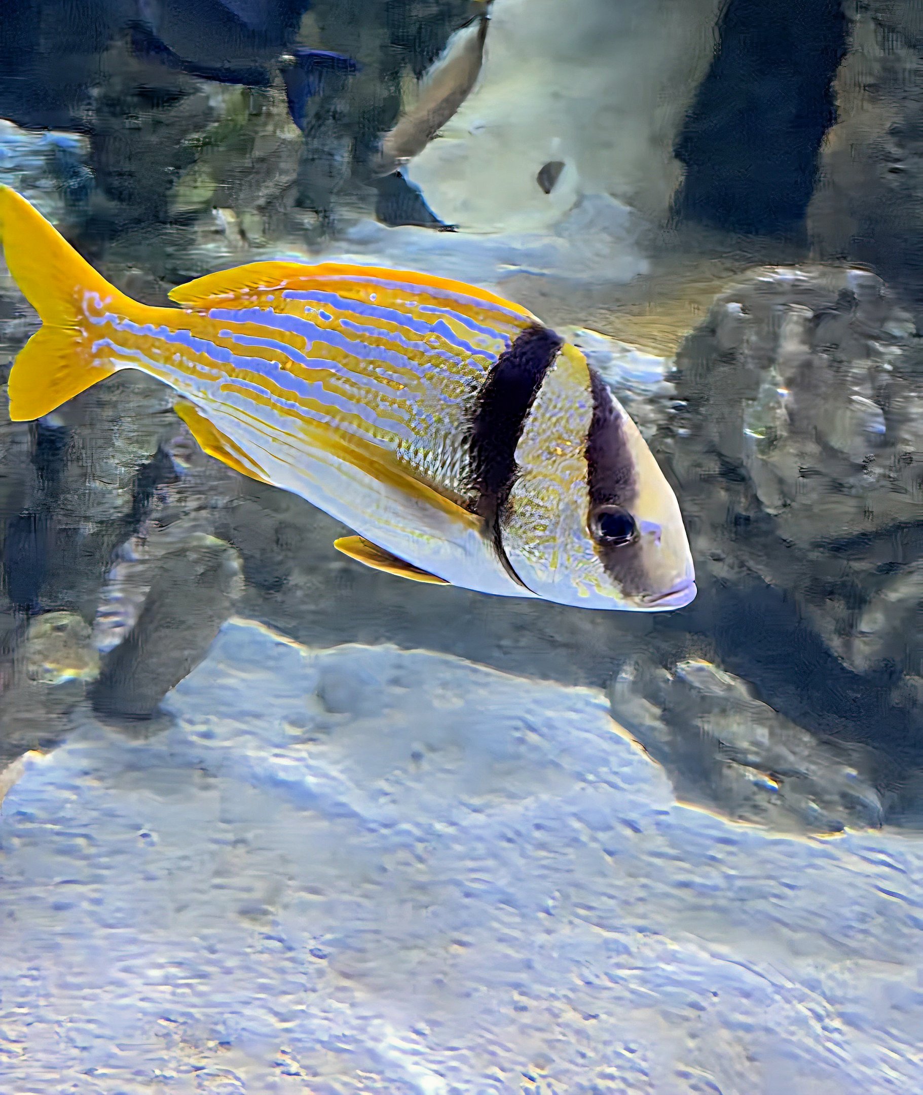 Porkfish  - Riverbanks Zoo