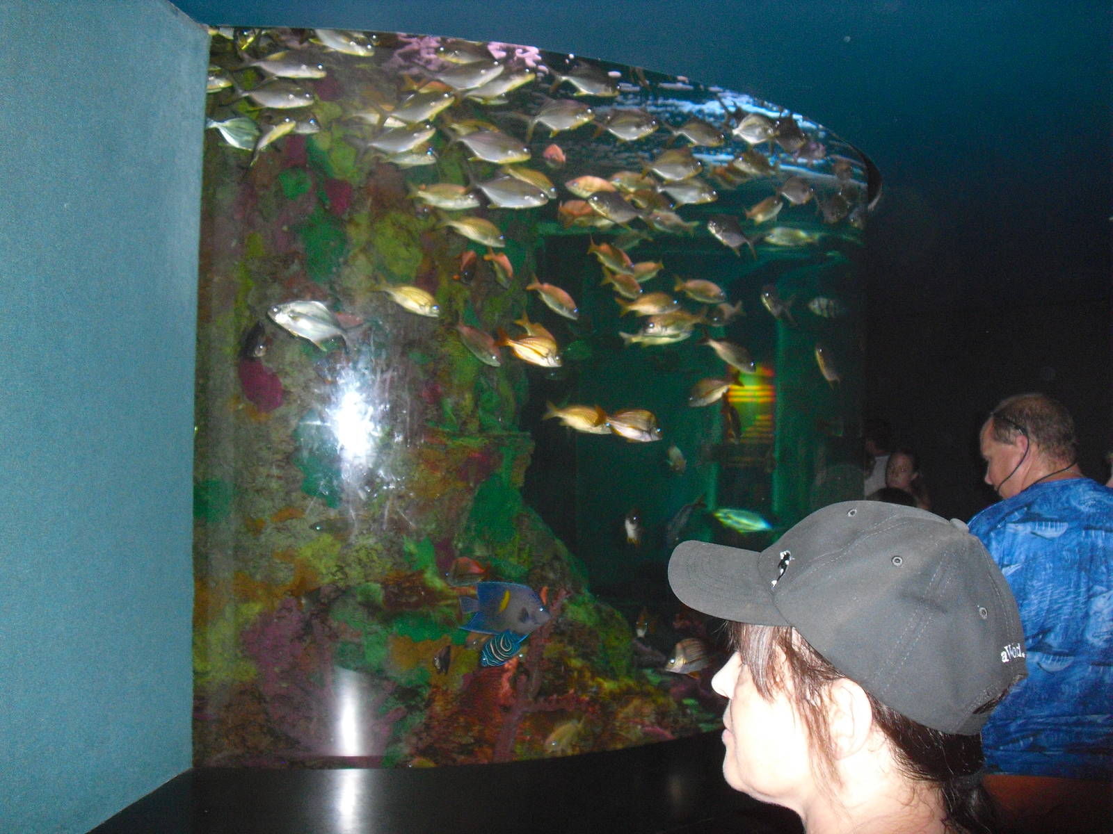 Porkfish Tank at SeaWorld Orlando