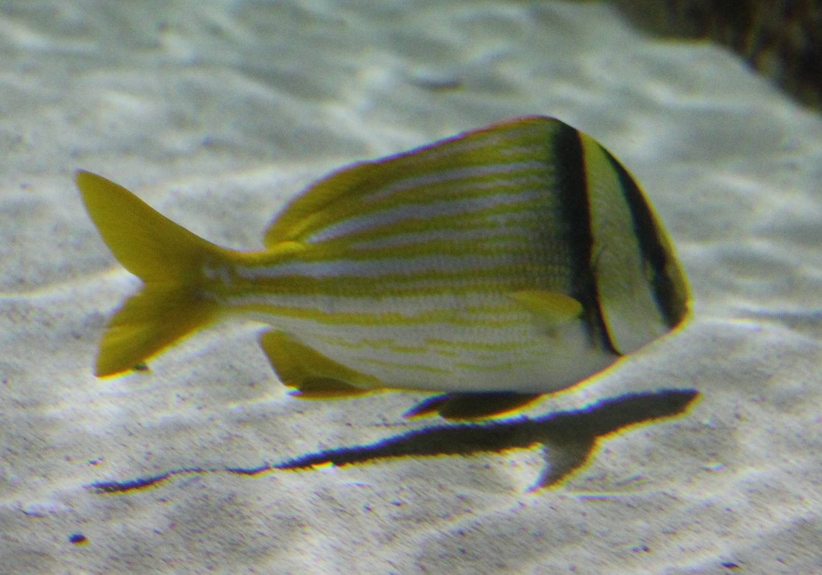 Porkfish